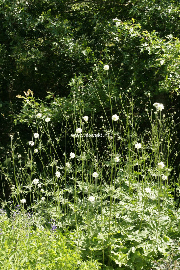 Cephalaria gigantea