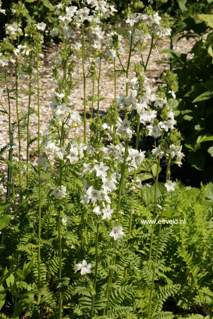 Polemonium caeruleum 'Album'