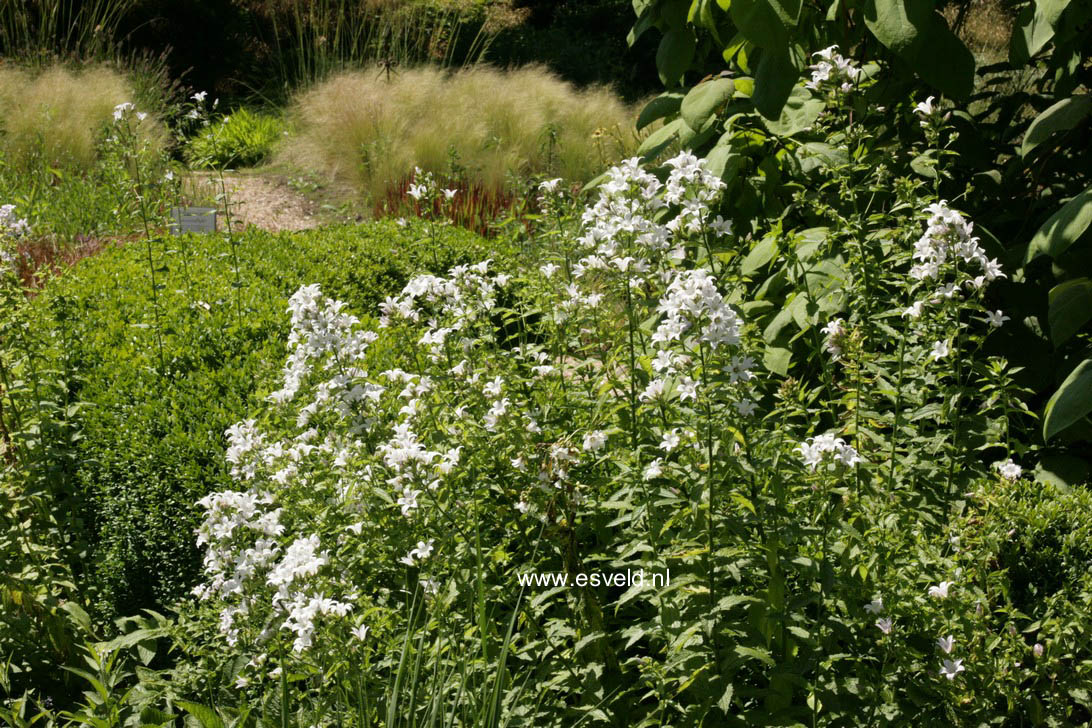 Campanula lactiflora 'Alba'