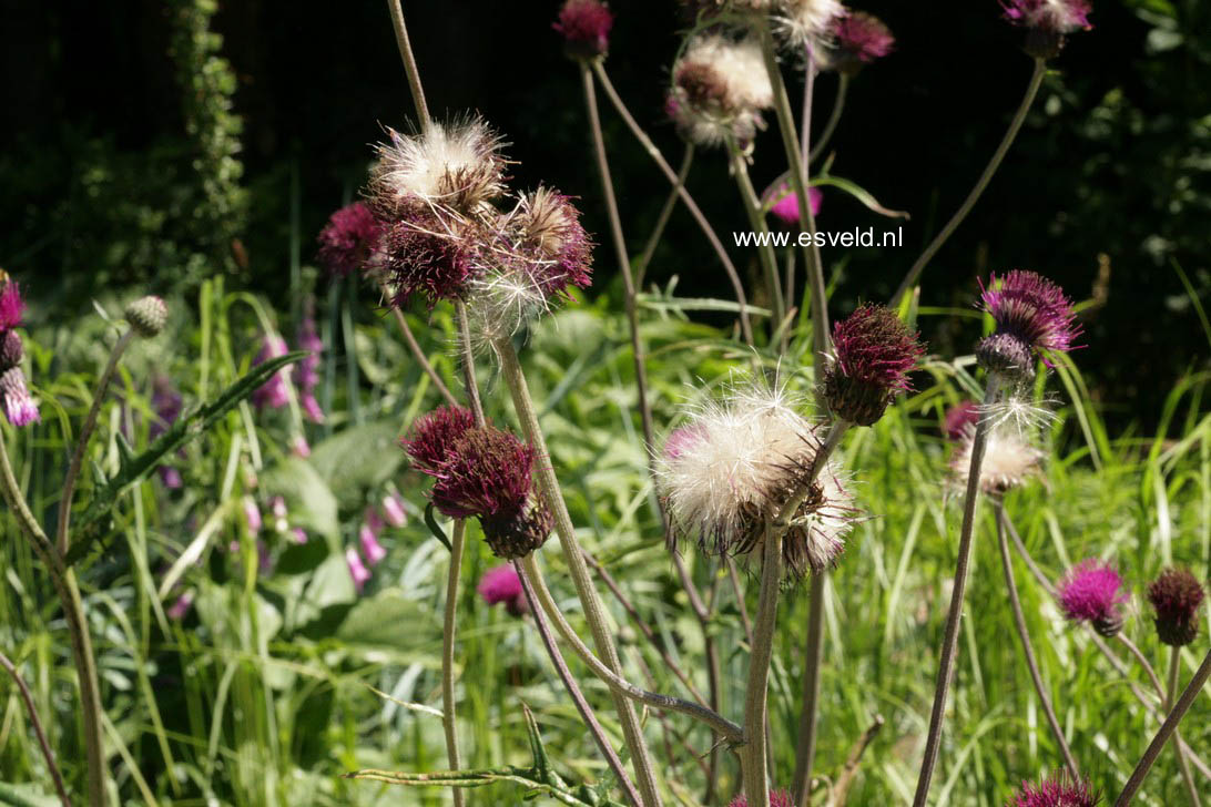 Cirsium rivulare 'Atropurpureum'