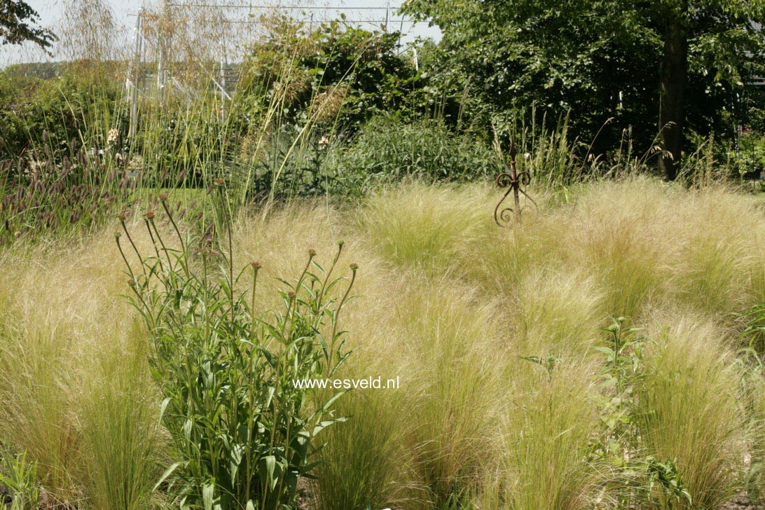 Stipa tenuifolia