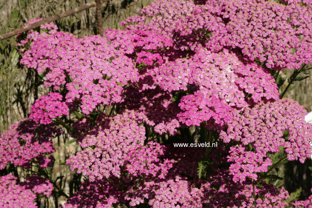 Achillea millefolium 'Pretty Belinda'