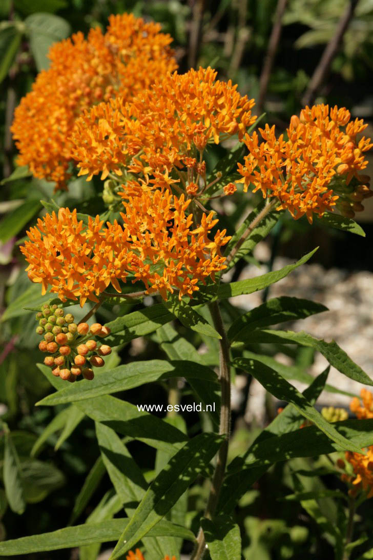 Asclepias tuberosa