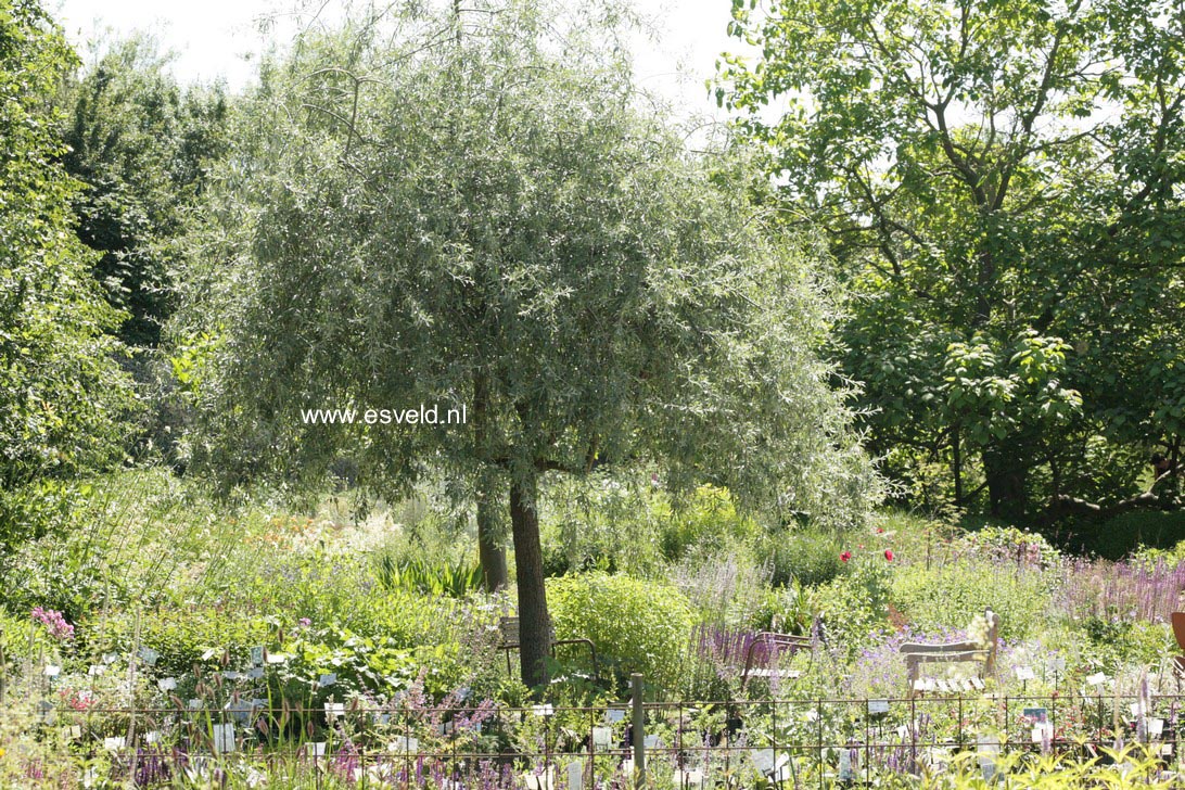 Pyrus salicifolia 'Pendula'