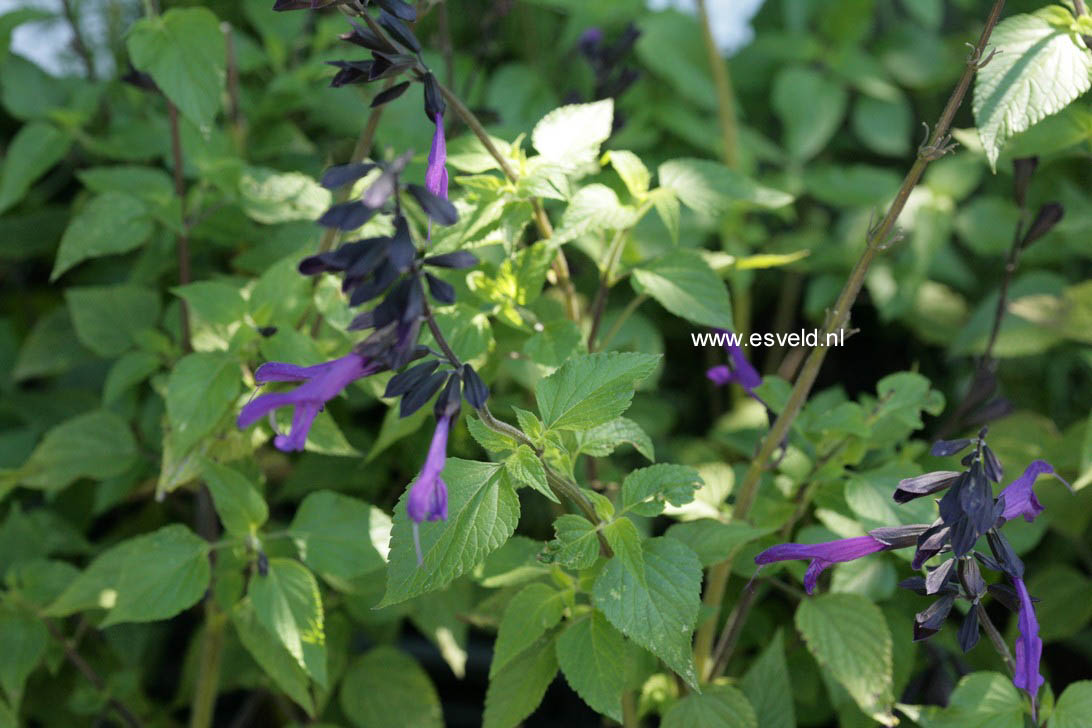 Salvia 'Amistad'