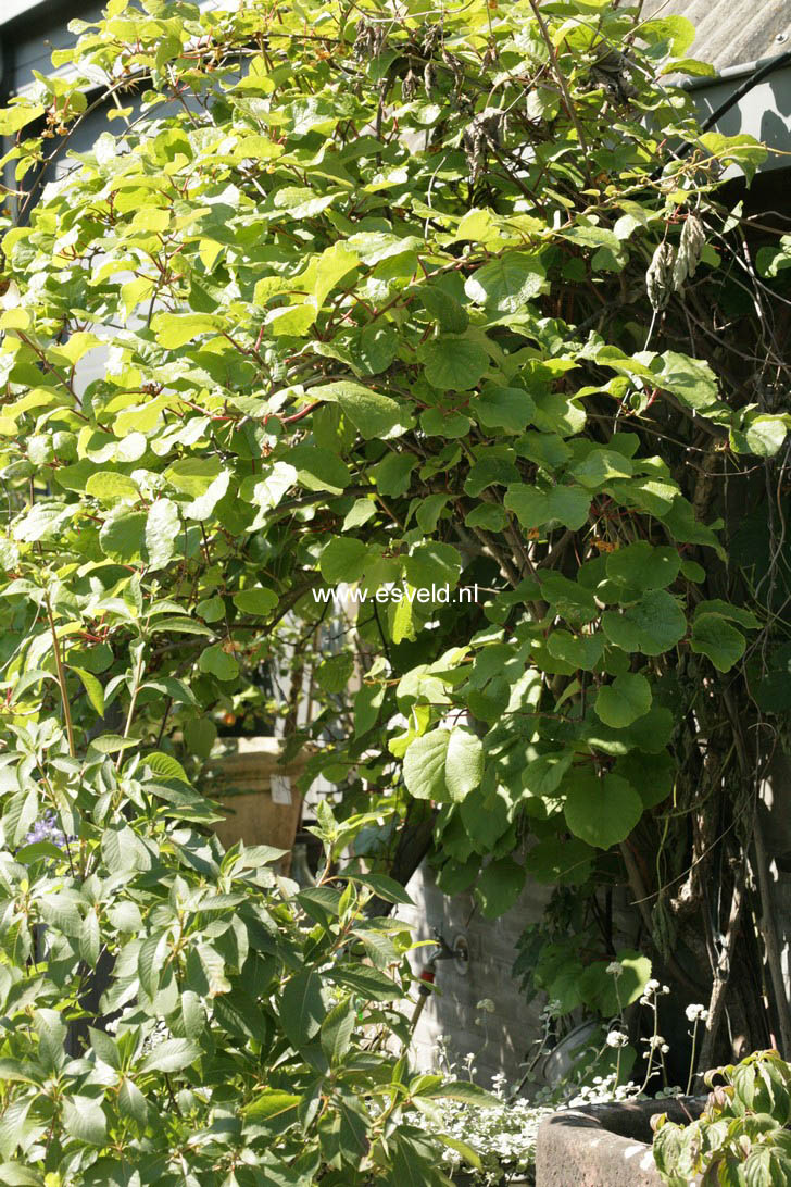 Actinidia deliciosa