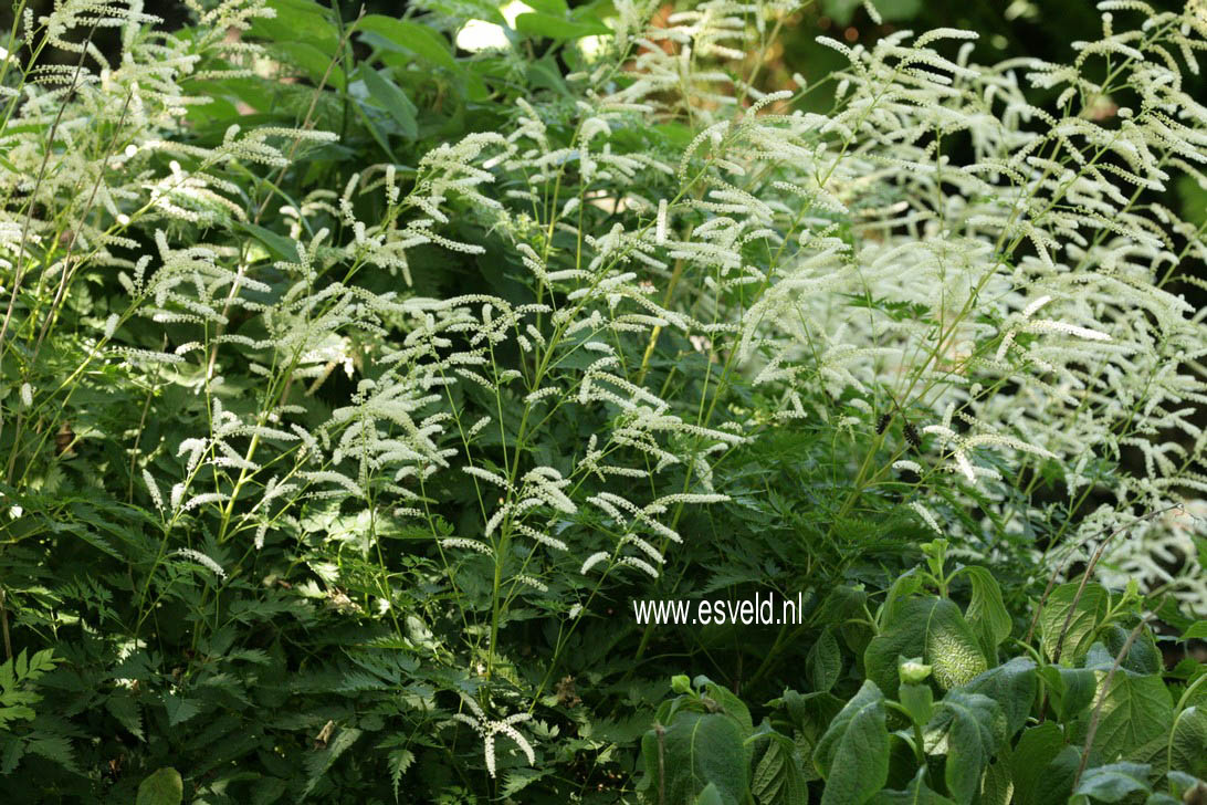 Aruncus 'Waldemar Meyer'