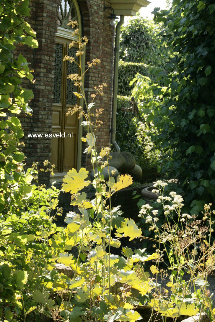 Macleaya cordata