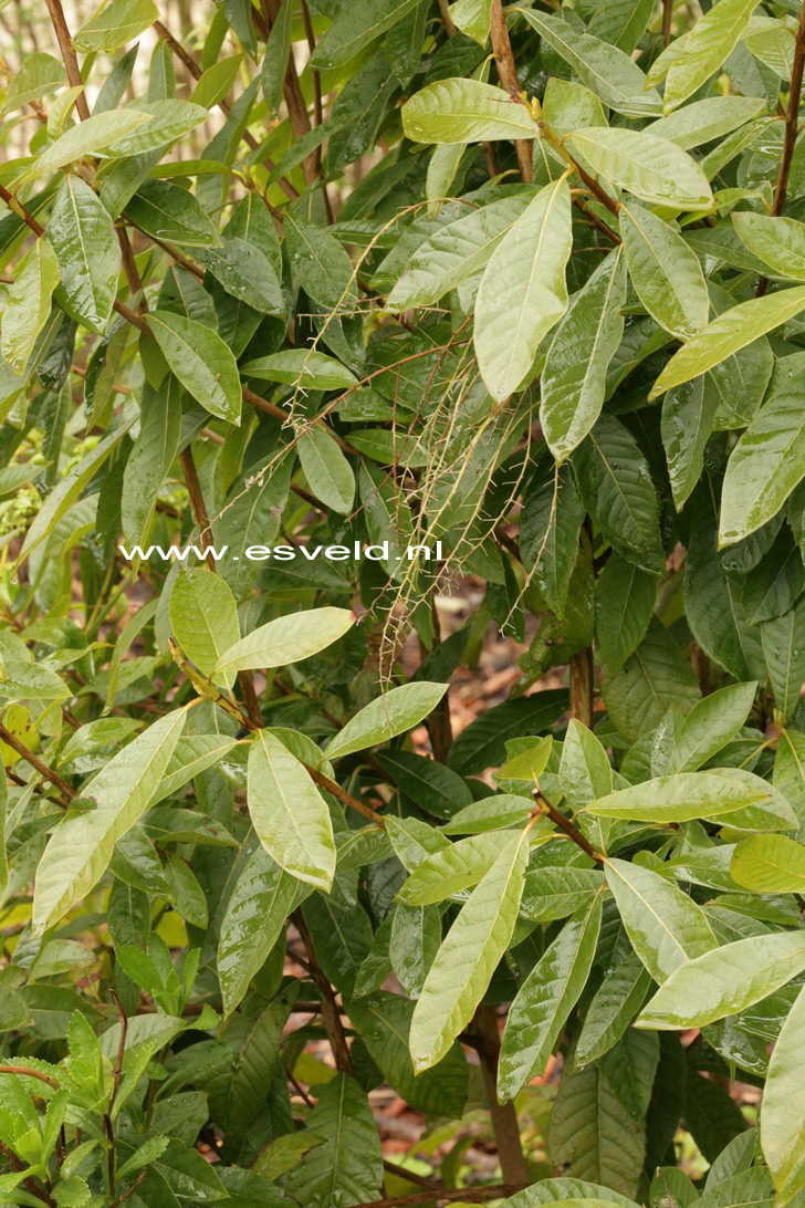 Clethra pringlei