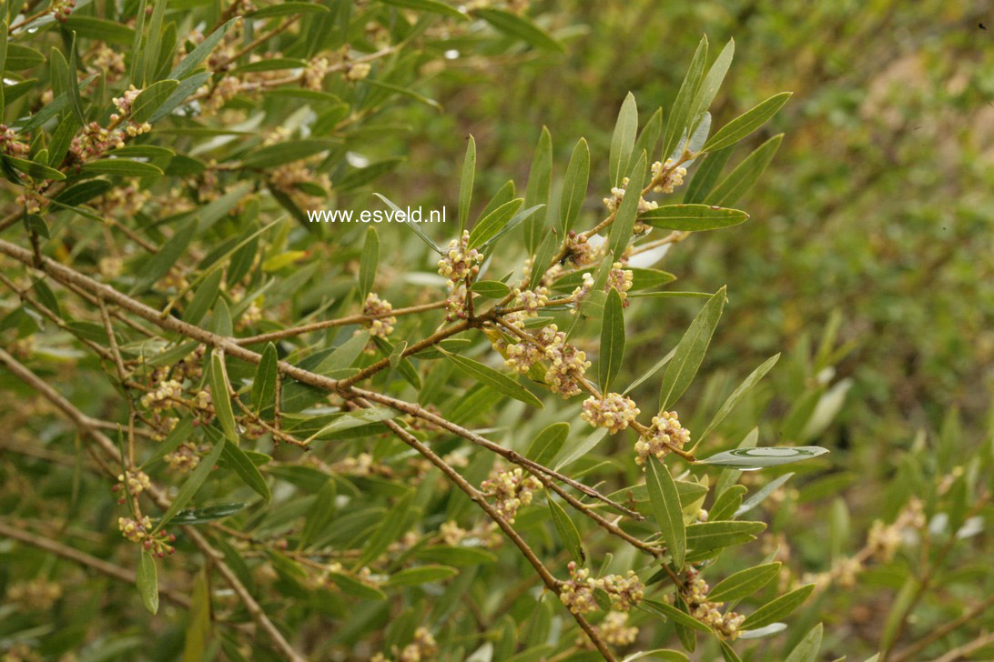 Phillyrea angustifolia