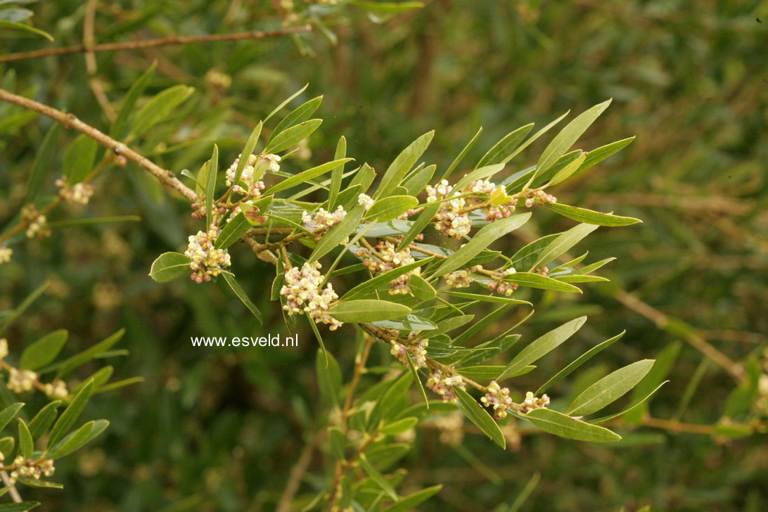 Phillyrea angustifolia