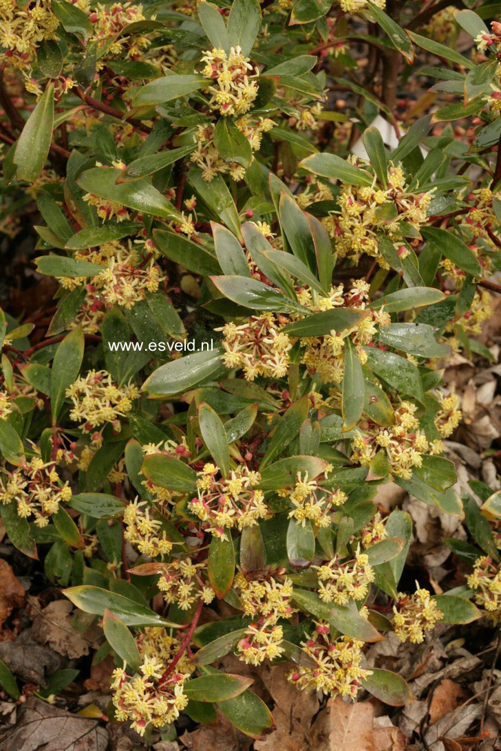 Drimys lanceolata 'Red Spice'