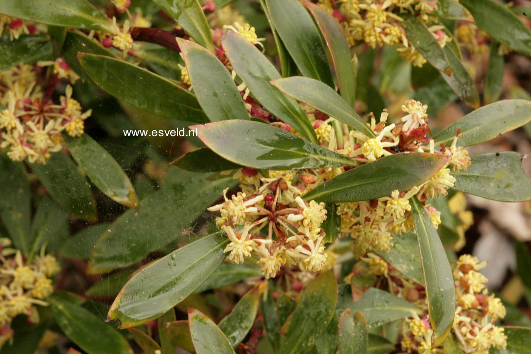 Drimys lanceolata 'Red Spice'