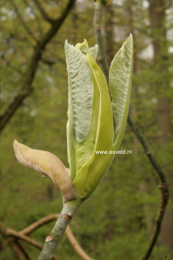 Magnolia macrophylla