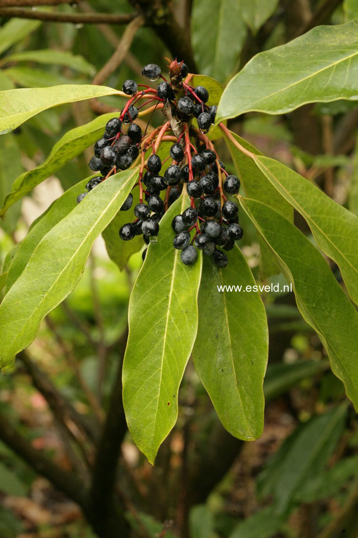 Daphniphyllum macropodum