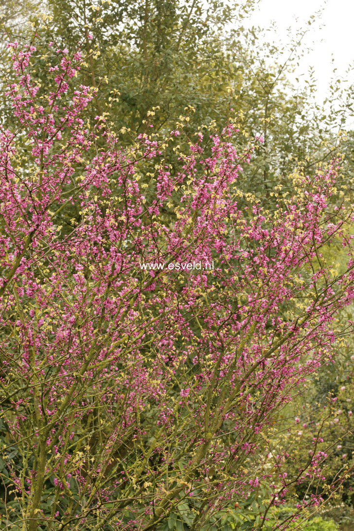 Cercis gigantea