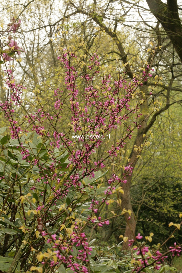 Cercis gigantea