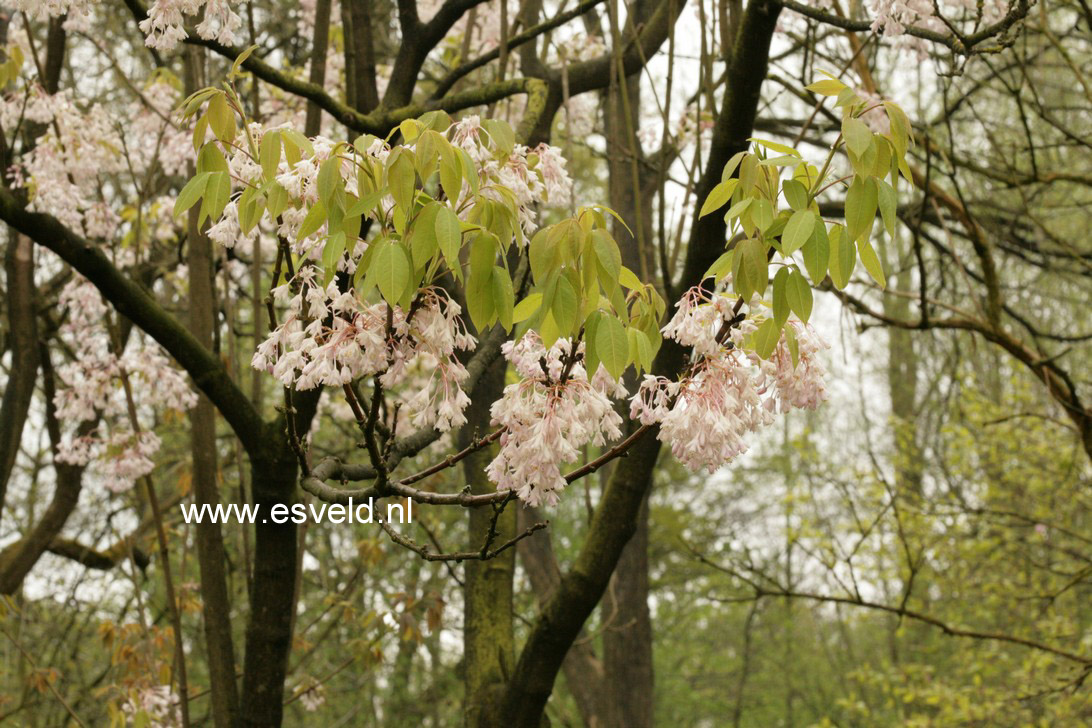 Staphylea holocarpa 'Rosea'