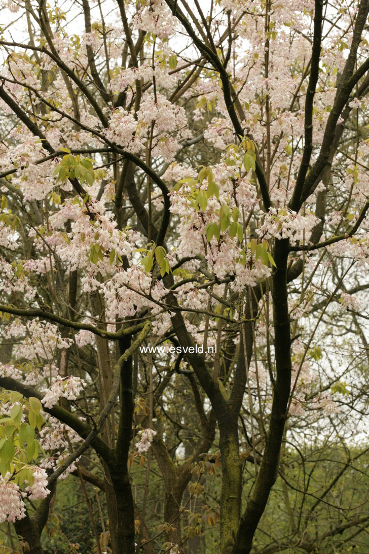 Staphylea holocarpa 'Rosea'