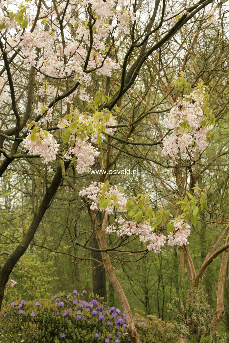 Staphylea holocarpa 'Rosea'