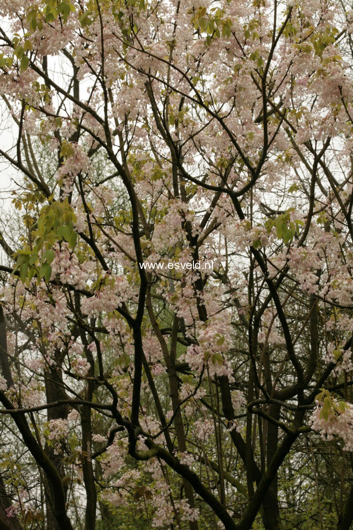 Staphylea holocarpa 'Rosea'