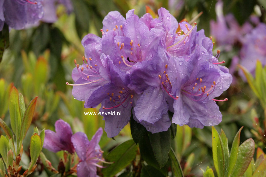 Rhododendron augustinii