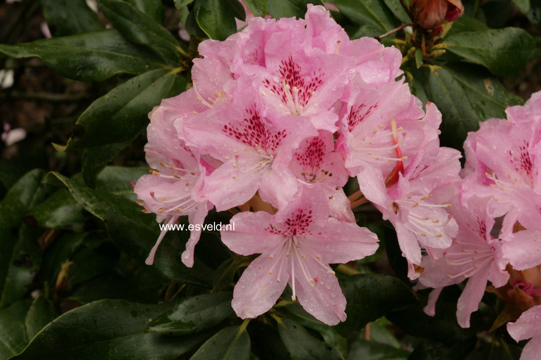 Rhododendron 'Cheer'
