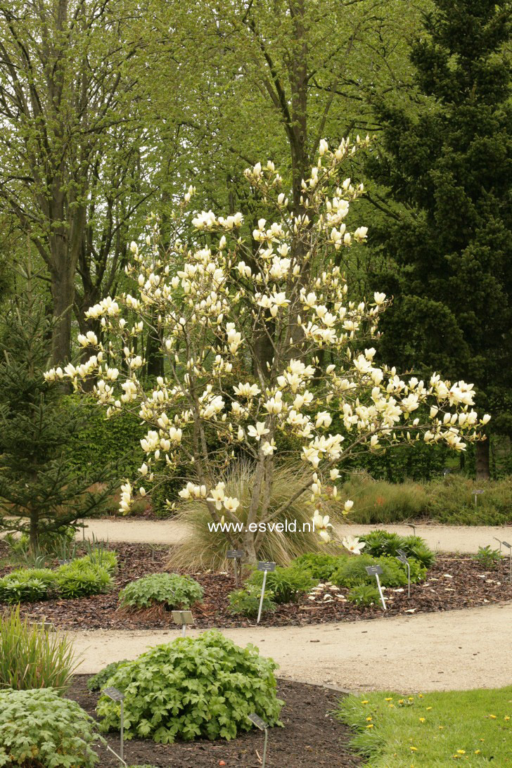 Magnolia 'Elizabeth'