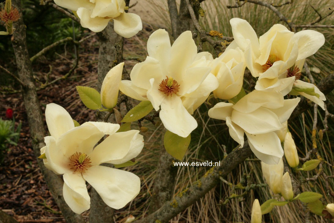 Magnolia 'Elizabeth'