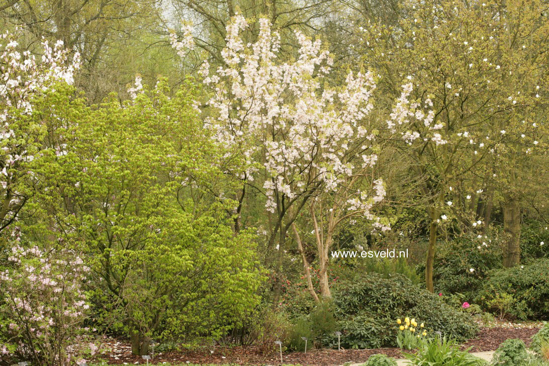 Staphylea holocarpa 'Rosea'