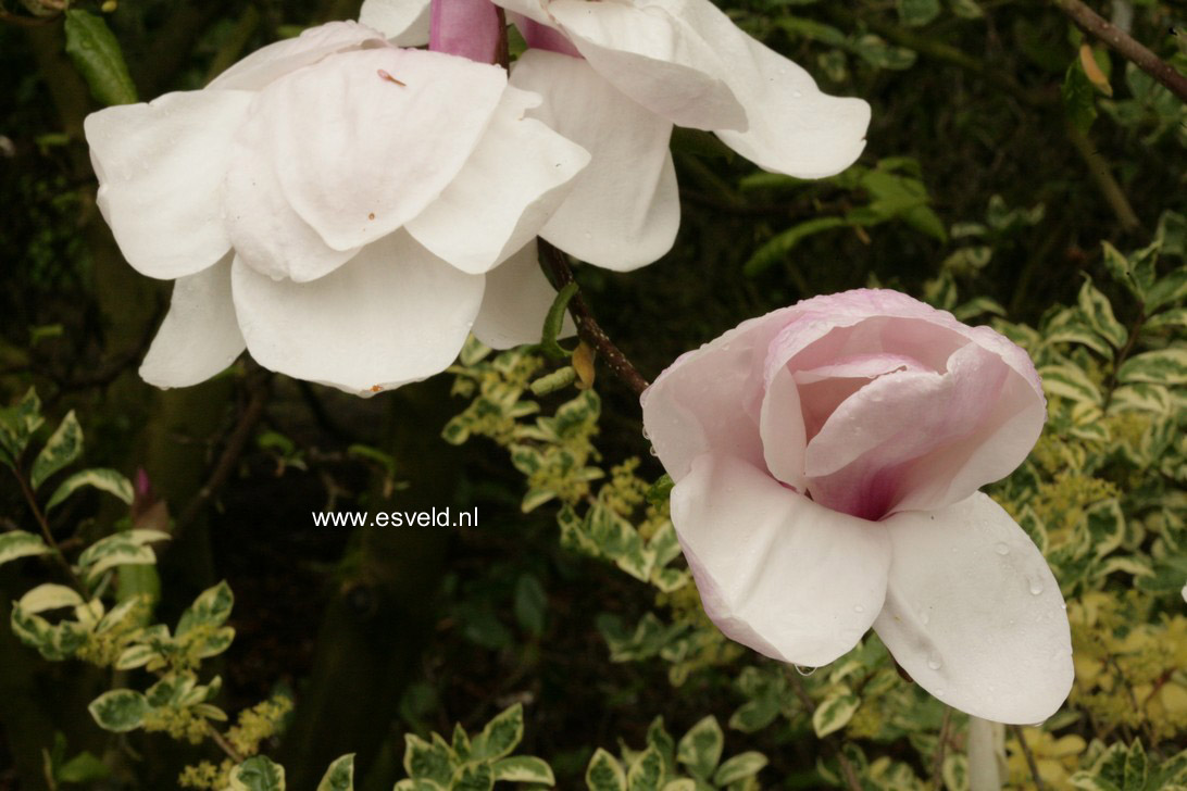 Magnolia 'Norman Gould'