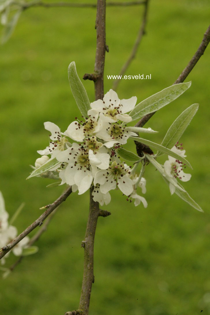 Pyrus salicifolia 'Pendula'