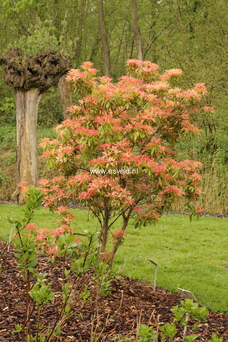 Pieris 'Forest Flame'