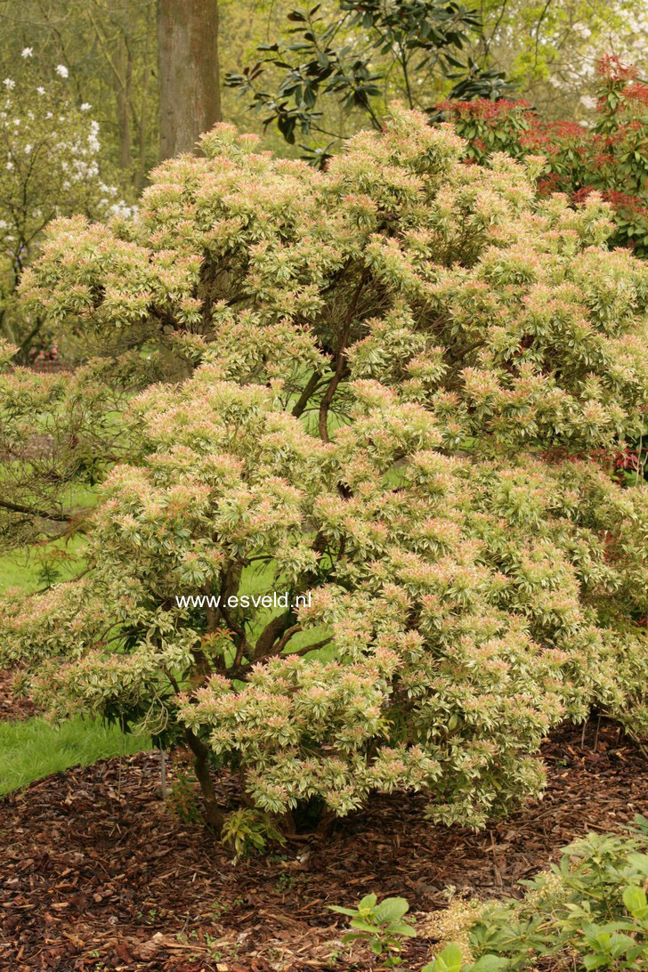 Pieris japonica 'Variegata'