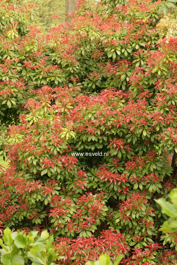 Pieris japonica 'Mountain Fire'