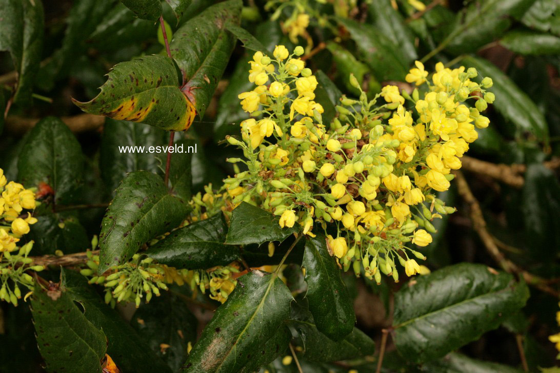 Mahonia aquifolium 'Apollo'