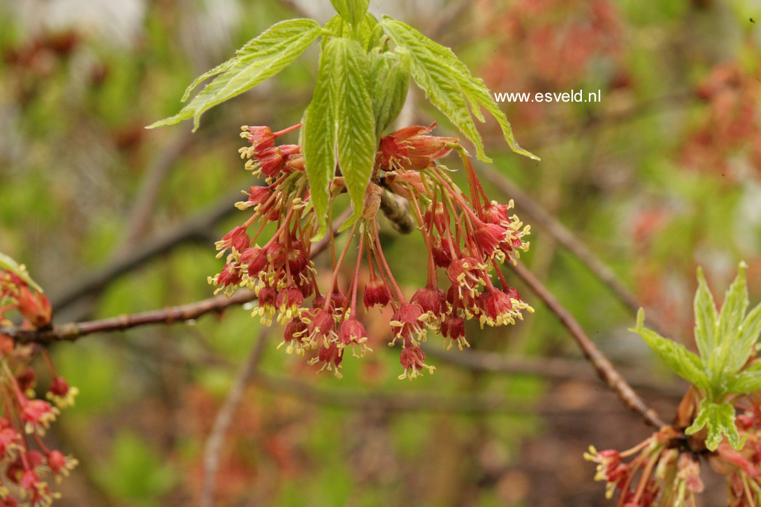 Acer diabolicum