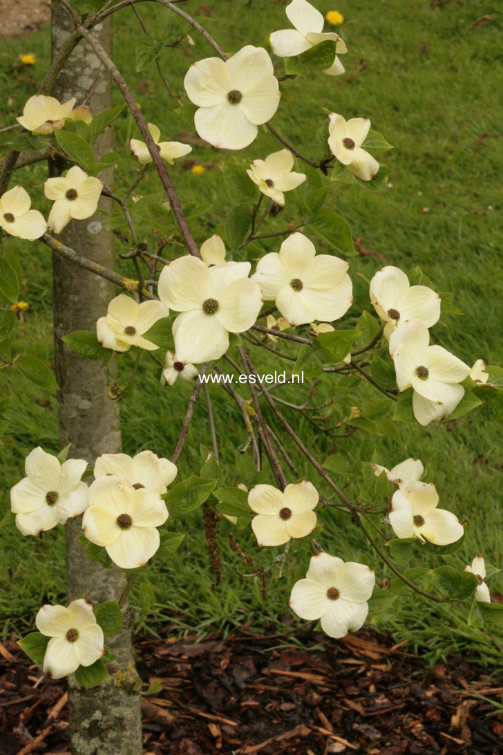 Cornus nuttallii 'Pink Blush'