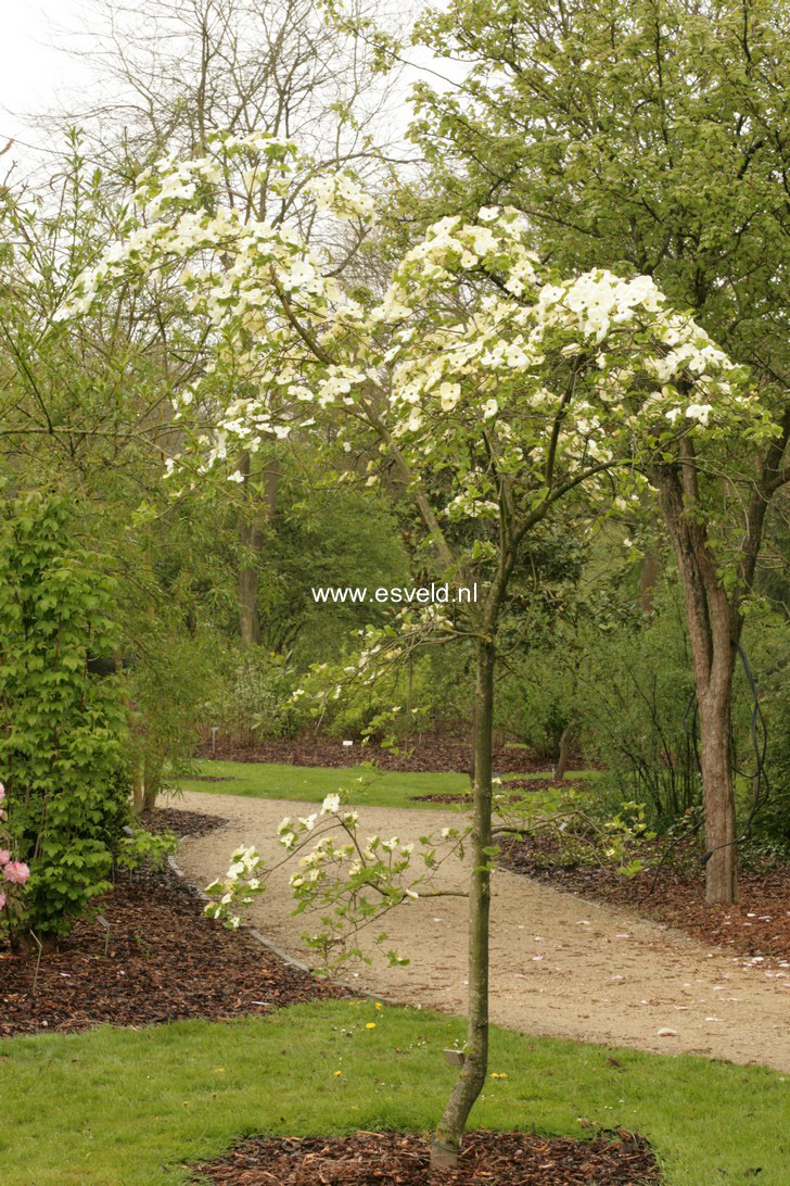 Cornus nuttallii 'Pink Blush'