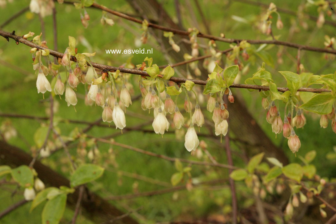 Halesia carolina