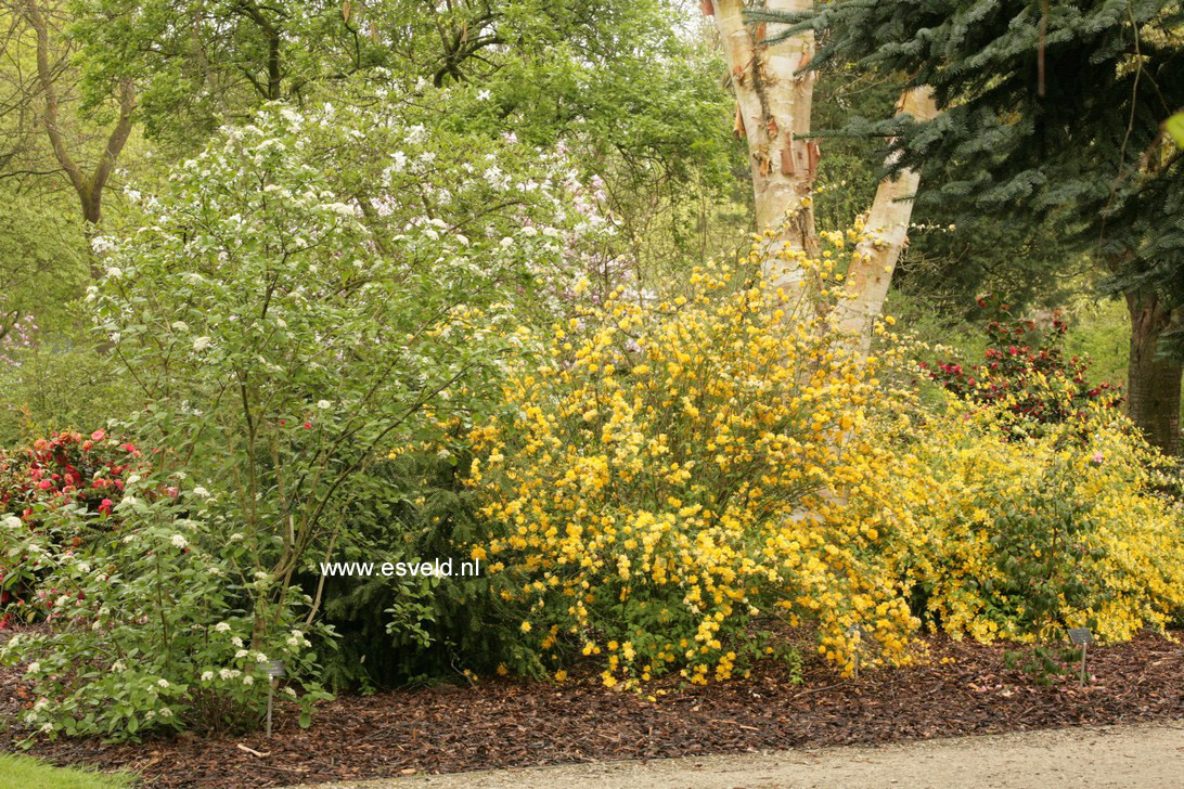 Kerria japonica 'Pleniflora'