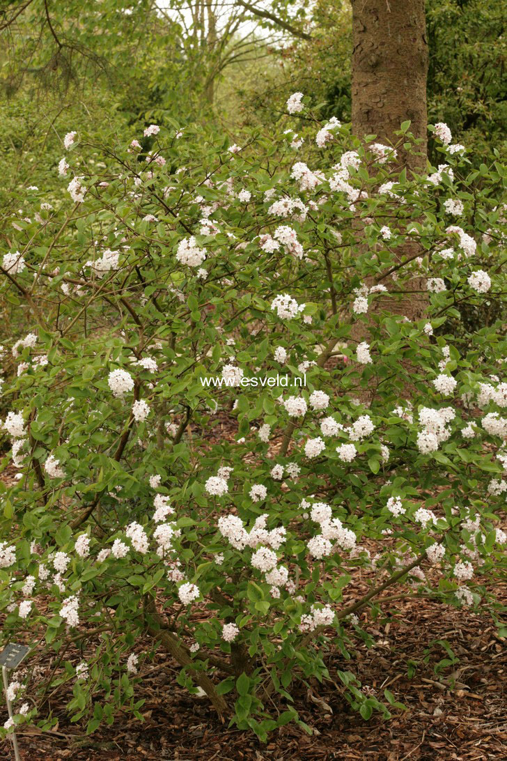 Viburnum carlesii 'Juddii'