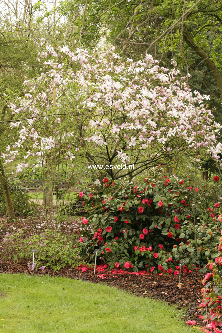 Magnolia 'Pinkie'