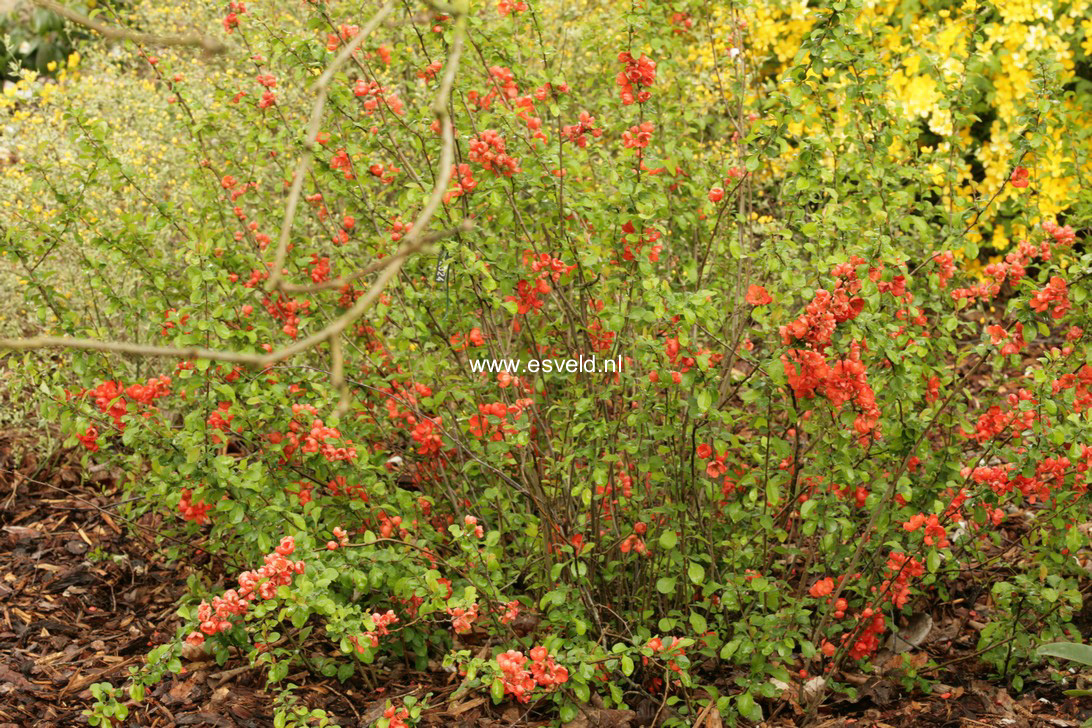 Chaenomeles japonica