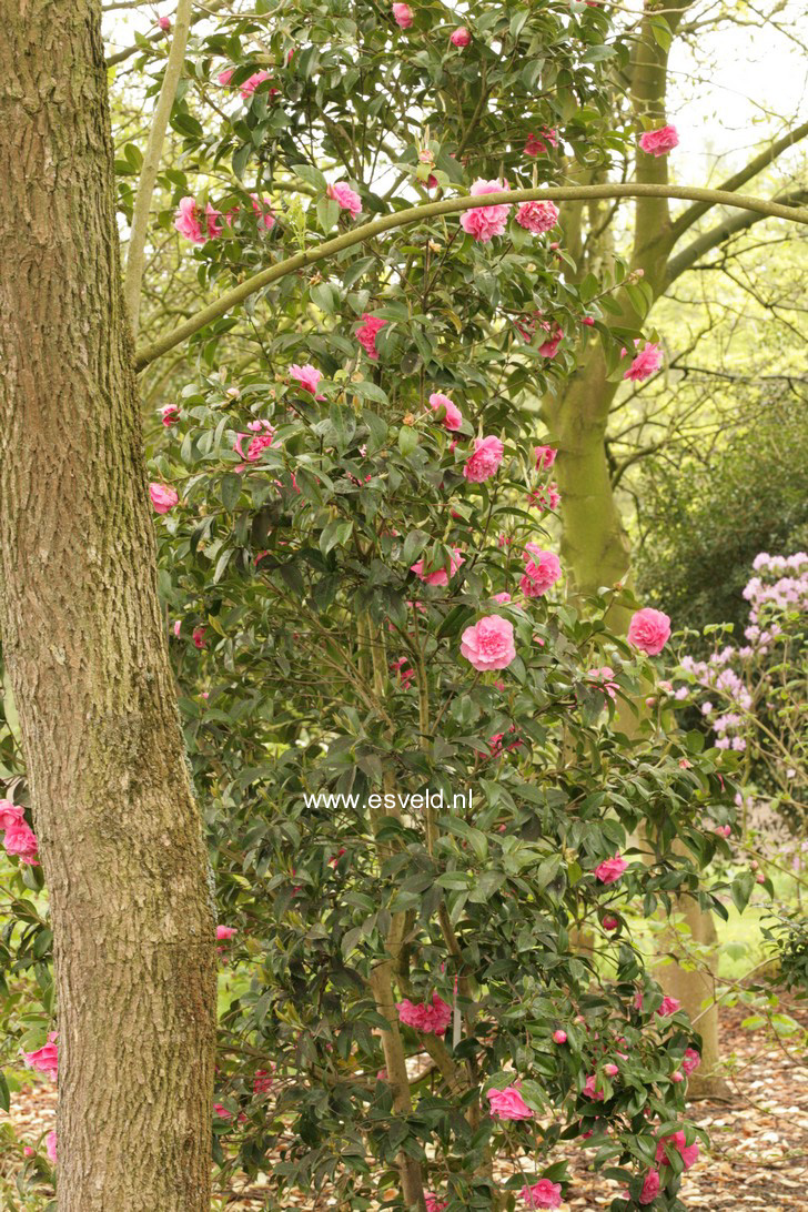 Camellia japonica 'Debbie'