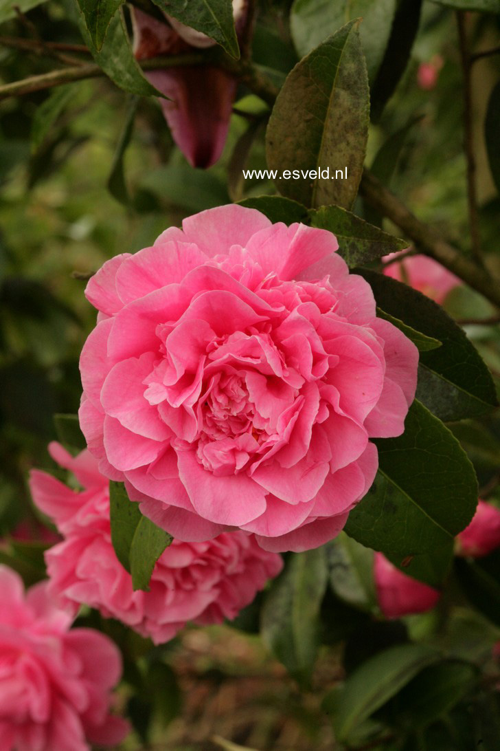 Camellia japonica 'Debbie'