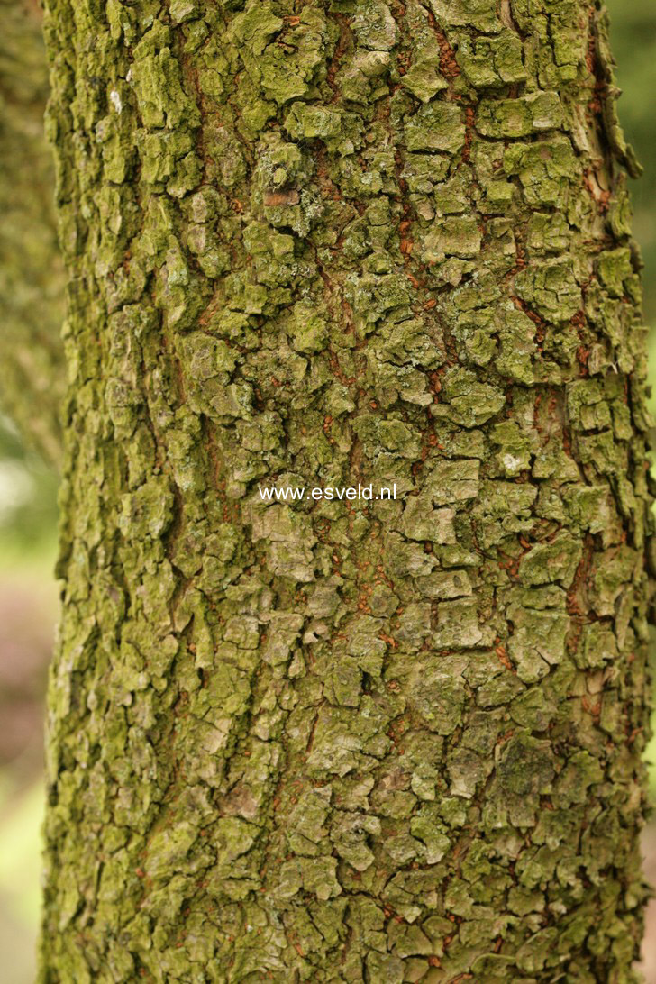 Ulmus parvifolia 'Geisha'