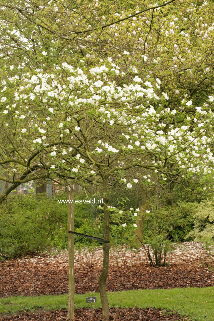 Cornus 'Eddie's White Wonder'