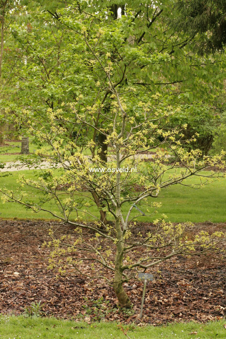 Quercus palustris 'Swamp Pygmy'