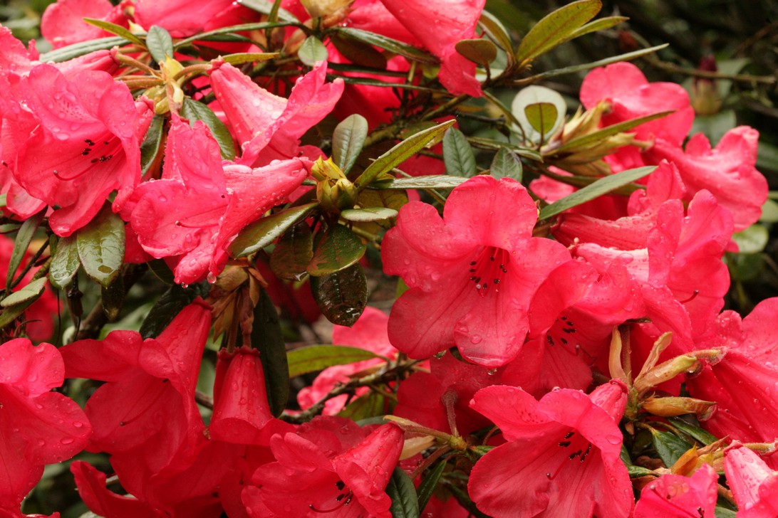 Rhododendron 'Elizabeth'